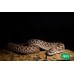 Heterodon nasicus (Babys) Pequeñas albina
